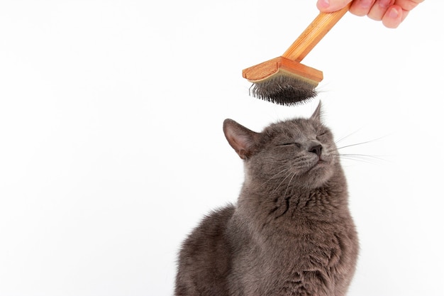 Spazzola in lana pettinata gatto grigio sulla testa