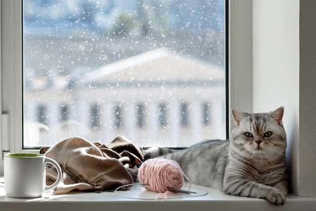 Gray cat comfortably settled on the windowsill next to hot tea knitting threads time of winter cold outside the window