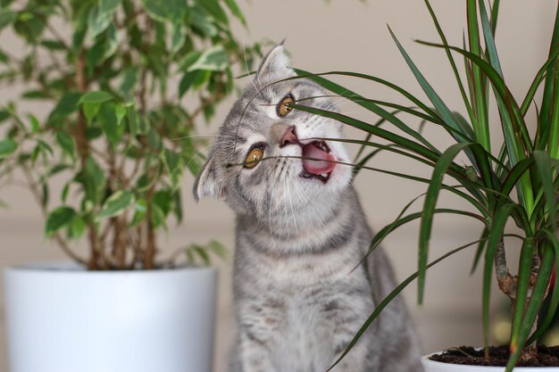 Gray cat eats dracaena leaves Pet care natural food and vitamins for pets concept Pet health