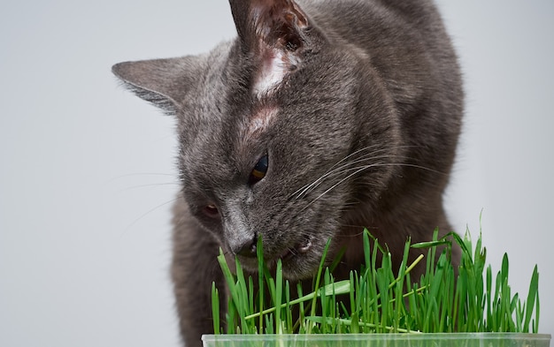 Gray cat eats green grass.