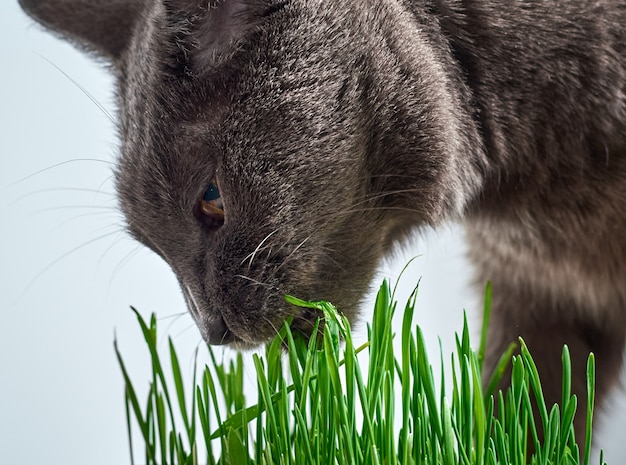 Gray cat eats green grass.