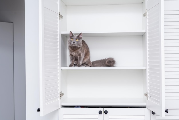 A gray cat on an empty shelf of a closet