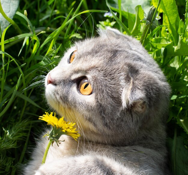 Gray cat enjoying summer on green grass