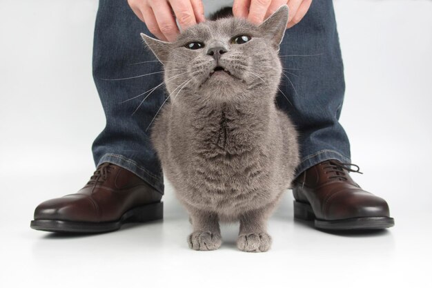 Gray cat next to the feet of a man shod in classic shoes