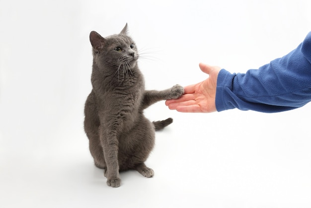 Gray cat gives a paw in the palm of the person