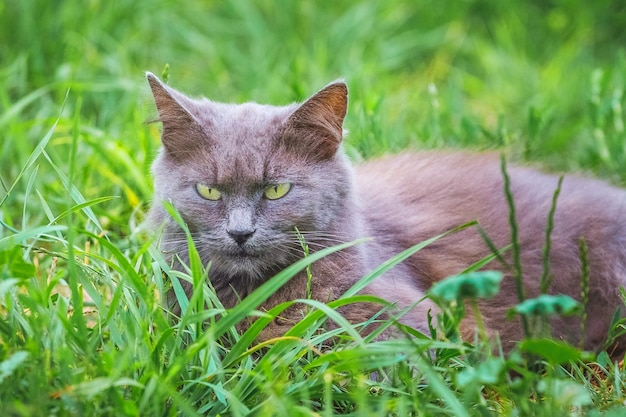 A gray cat on grass