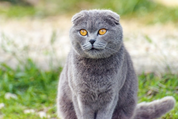 Gray cat on green grass