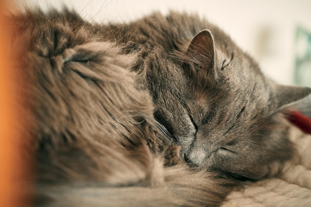 회색 고양이는 실내에서 달콤한 꿈을 꿉니다 졸린 수컷 고양이 편안한 애완 동물 휴식