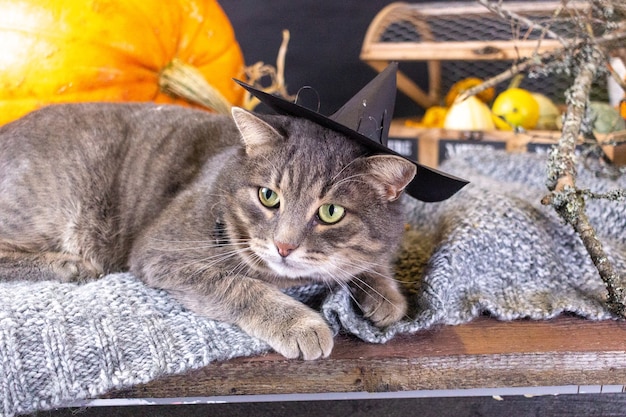 A gray cat in a hat lies on a plaid next to a pumpkin