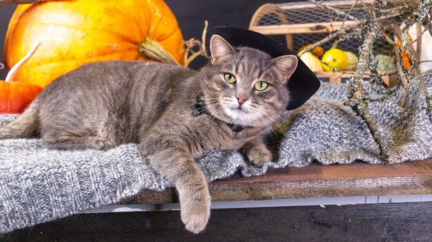 A gray cat in a hat lies on a plaid next to a pumpkin