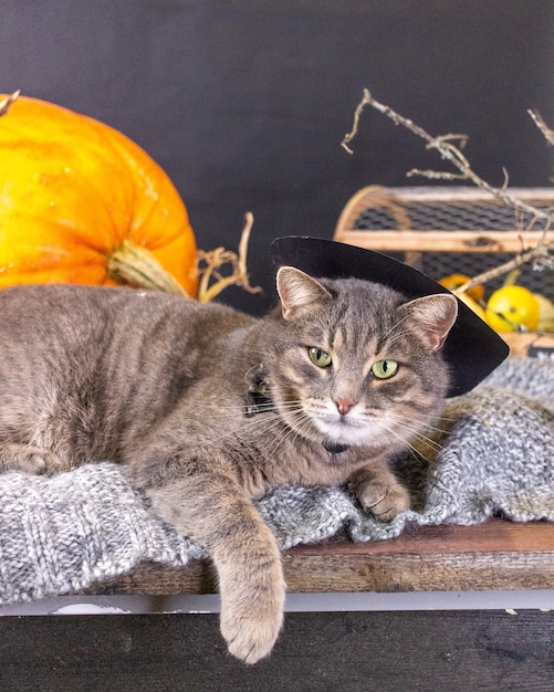 A gray cat in a hat lies on a plaid next to a pumpkin