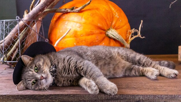 A gray cat in a hat lies on a plaid next to a pumpkin