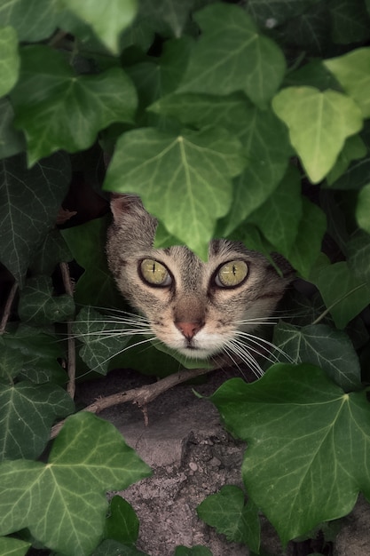 Foglie verdi della depressione nascoste gatto grigio