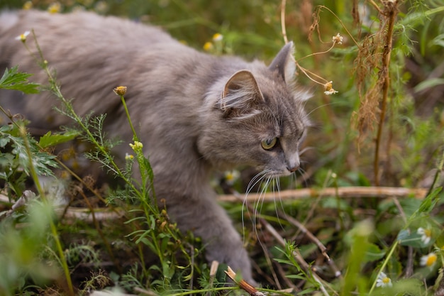 茂みのシベリアの品種で灰色の猫の狩猟