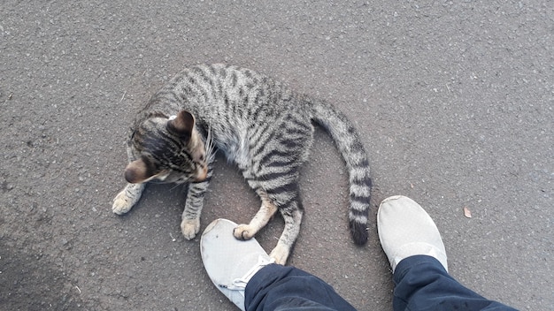 Foto un gatto grigio è sdraiato sulla strada e una persona è in piedi vicino.