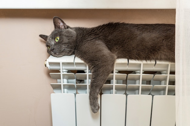 Gray cat is warming up, lying on a heating battery