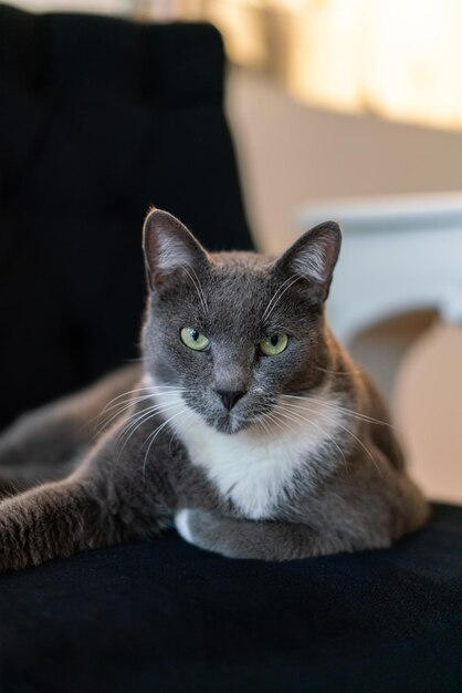 Gray cat laying down on couch