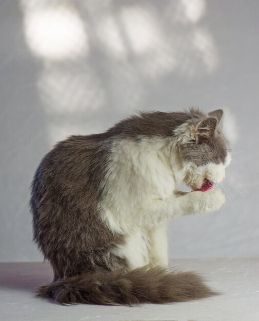 Gray cat licks a paw