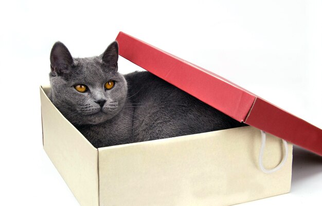 회색 고양이는 판지 상자에 있습니다. 흰 바탕.