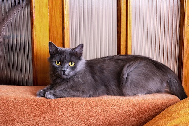 Un gatto grigio giace sul divano e guarda