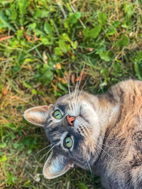 Gray cat lies on the grass