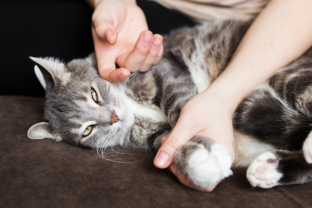 灰色の猫は女の子の手にあります