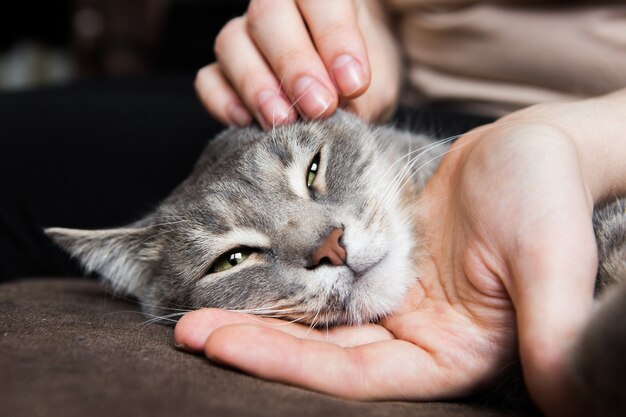 灰色の猫は女の子の手にあります