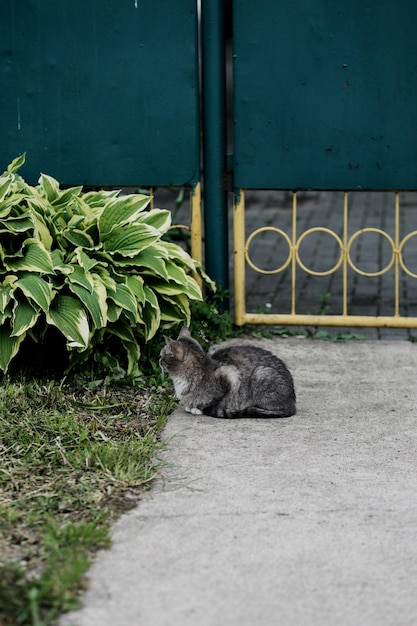 Gray cat lies outdoors