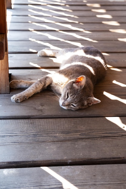 A gray cat lies in a relaxed position on a wooden floor