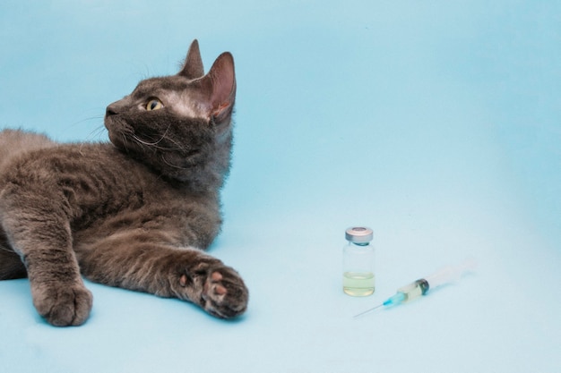 A gray cat lies next to a syringe and a bottle of medicine