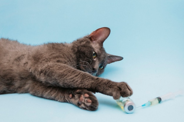 A gray cat lies next to a syringe and a bottle of medicine