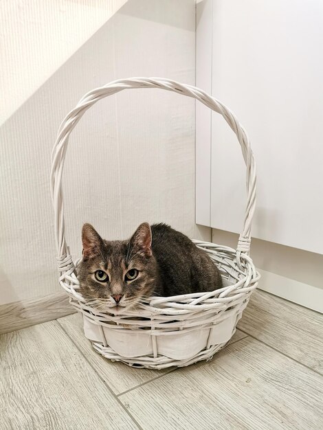 A gray cat lies in a white basket and looks at the camera in a white room