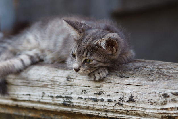 Gatto grigio su un tronco