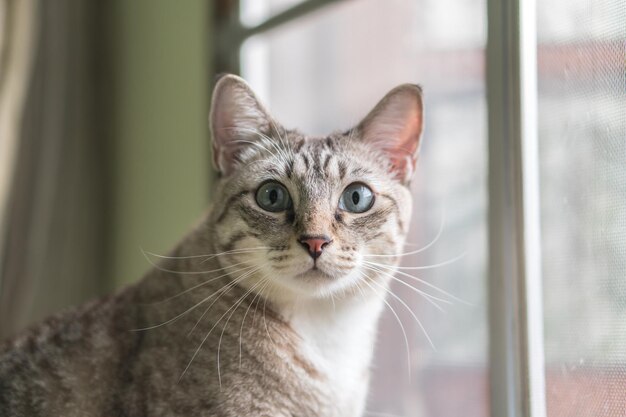 Photo the gray cat looks very cute