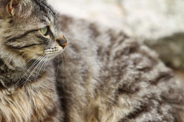 Gray cat lying in closeup