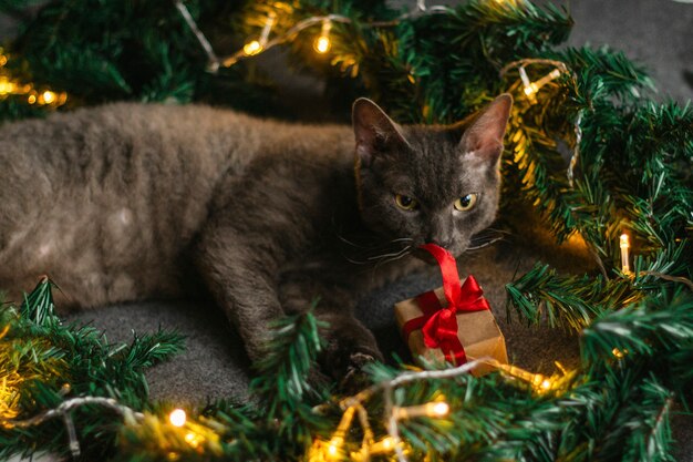 Gatto grigio sdraiato accanto a rami di abete e cappello di babbo natale, ghirlanda di luci. accogliente casa per natale.