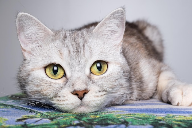 Gray cat lying on a pillow closeup portrait