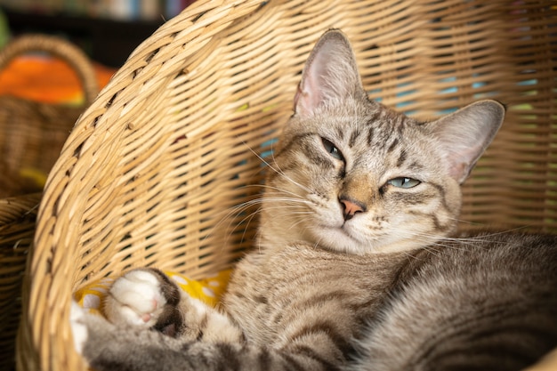 Gray cat lying in a rattan basket