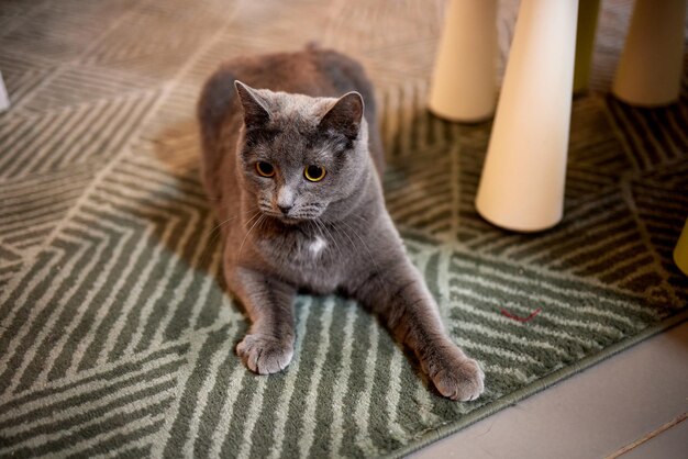 Серый кот, лежащий на ковре, дома. Приют для домашних животных. Болезни, лечение породистых кошек.