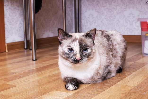 Gray cat lying on a wooden floor