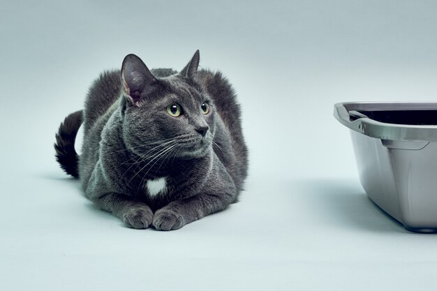 Gray cat near the new cat tray