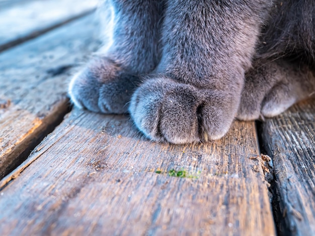Gray cat paws on the wooden floor