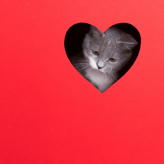灰色の猫は赤の背景にハートの形をした穴からのぞき見します。バレンタインデーのコンセプト