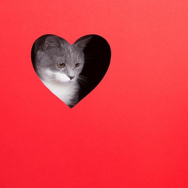 Серый кот выглядывает из дыры в форме сердца на красном фоне. День святого Валентина