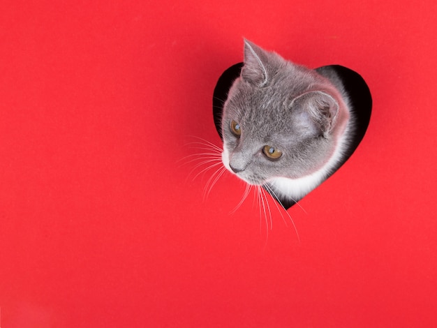 Gray cat peeps out of hole in the shape of a heart on a red background. Valentine's Day concept