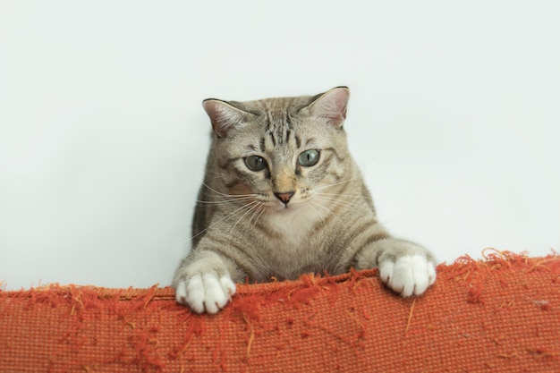 Gatto grigio che gioca accanto al divano.