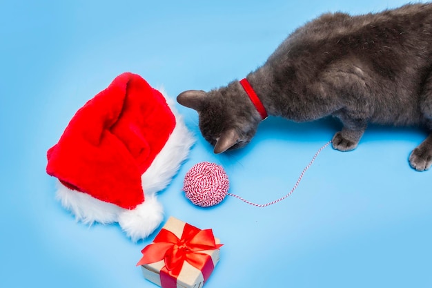 빨간 목걸이를 한 회색 고양이가 빨간색과 흰색 끈을 연구하고 파란색 배경에 리본으로 묶인 산타의 모자 선물