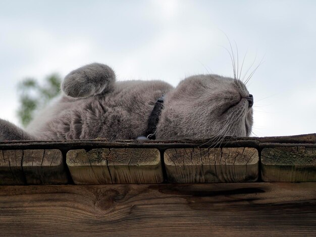 Photo gray cat relaxing