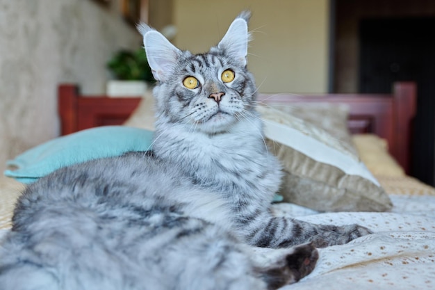 家のベッドに横たわって休んでいる灰色の猫愛らしいふわふわの若い純血種の銀のペット、メインクーン動物の家の快適さ、ソフトなリラクゼーションケアペットのコンセプト