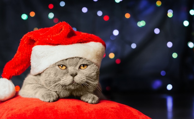 gray cat in santa hat on a red pillow on the background of Christmas lights 